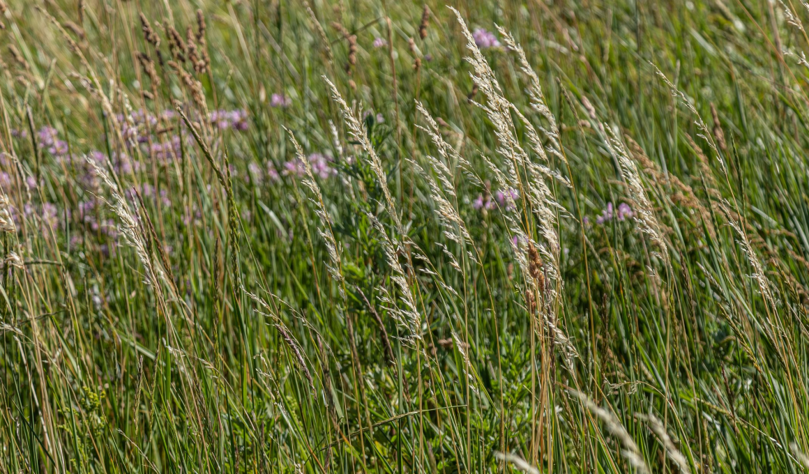 Slowing Your Inner World