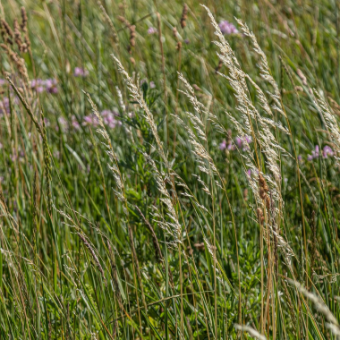 Slowing Your Inner World