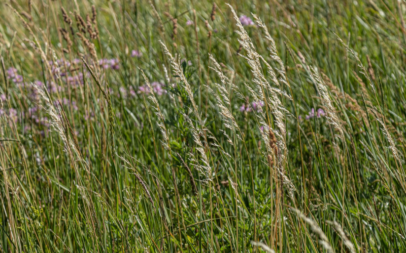 Slowing Your Inner World