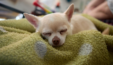 Small Mercies for Hard Days