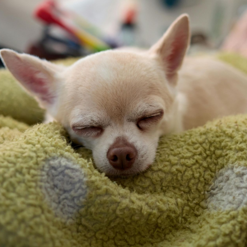 Small Mercies for Hard Days